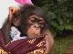 Tacugama Chimpanzee Sanctuary (سيراليون)